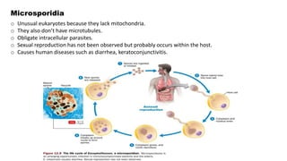 Microsporidia
o Unusual eukaryotes because they lack mitochondria.
o They also don’t have microtubules.
o Obligate intracellular parasites.
o Sexual reproduction has not been observed but probably occurs within the host.
o Causes human diseases such as diarrhea, keratoconjunctivitis.
 