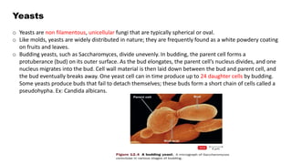 Yeasts
o Yeasts are non filamentous, unicellular fungi that are typically spherical or oval.
o Like molds, yeasts are widely distributed in nature; they are frequently found as a white powdery coating
on fruits and leaves.
o Budding yeasts, such as Saccharomyces, divide unevenly. In budding, the parent cell forms a
protuberance (bud) on its outer surface. As the bud elongates, the parent cell’s nucleus divides, and one
nucleus migrates into the bud. Cell wall material is then laid down between the bud and parent cell, and
the bud eventually breaks away. One yeast cell can in time produce up to 24 daughter cells by budding.
Some yeasts produce buds that fail to detach themselves; these buds form a short chain of cells called a
pseudohypha. Ex: Candida albicans.
 