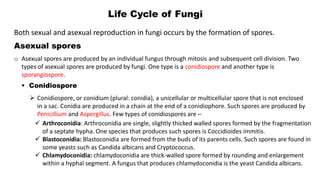 Life Cycle of Fungi
Both sexual and asexual reproduction in fungi occurs by the formation of spores.
Asexual spores
o Asexual spores are produced by an individual fungus through mitosis and subsequent cell division. Two
types of asexual spores are produced by fungi. One type is a conidiospore and another type is
sporangiospore.
 Conidiospore
 Conidiospore, or conidium (plural: conidia), a unicellular or multicellular spore that is not enclosed
in a sac. Conidia are produced in a chain at the end of a conidiophore. Such spores are produced by
Penicillium and Aspergillus. Few types of conidiospores are –
 Arthroconidia: Arthroconidia are single, slightly thicked walled spores formed by the fragmentation
of a septate hypha. One species that produces such spores is Coccidioides immitis.
 Blastoconidia: Blastoconidia are formed from the buds of its parents cells. Such spores are found in
some yeasts such as Candida albicans and Cryptococcus.
 Chlamydoconidia: chlamydoconidia are thick-walled spore formed by rounding and enlargement
within a hyphal segment. A fungus that produces chlamydoconidia is the yeast Candida albicans.
 