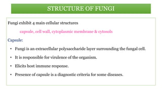 Fungi exhibit 4 main cellular structures
capsule, cell wall, cytoplasmic membrane & cytosols
Capsule:
• Fungi is an extracellular polysaccharide layer surrounding the fungal cell.
• It is responsible for virulence of the organism.
• Elicits host immune response.
• Presence of capsule is a diagnostic criteria for some diseases.
STRUCTURE OF FUNGI
 