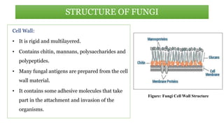 Cell Wall:
• It is rigid and multilayered.
• Contains chitin, mannans, polysaccharides and
polypeptides.
• Many fungal antigens are prepared from the cell
wall material.
• It contains some adhesive molecules that take
part in the attachment and invasion of the
organisms.
STRUCTURE OF FUNGI
Figure: Fungi Cell Wall Structure
 