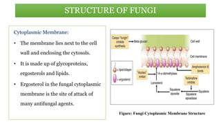 Cytoplasmic Membrane:
• The membrane lies next to the cell
wall and enclosing the cytosols.
• It is made up of glycoproteins,
ergosterols and lipids.
• Ergosterol in the fungal cytoplasmic
membrane is the site of attack of
many antifungal agents.
STRUCTURE OF FUNGI
Figure: Fungi Cytoplasmic Membrane Structure
 