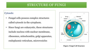 Cytosols:
• Fungal cells possess complex structures
called cytosols in the cytoplasm.
• Since fungi are eukaryotic, these structures
include nucleus with nuclear membrane,
ribosomes, mitochondria, golgi apparatus,
endoplasmic reticulum, microvesicles
STRUCTURE OF FUNGI
Figure: Fungi Cell Structure
 
