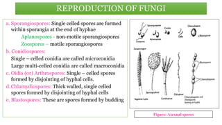 a. Sporangiospores: Single celled spores are formed
within sporangia at the end of hyphae
Aplanospores - non-motile sporangiospores
Zoospores – motile sporangiospores
b. Conidiospores:
Single – celled conidia are called microconidia
Large multi-celled conidia are called macroconidia
c. Oidia (or) Arthrospores: Single – celled spores
formed by disjointing of hyphal cells.
d.Chlamydiospores: Thick walled, single celled
spores formed by disjointing of hyphal cells
e. Blastospores: These are spores formed by budding
REPRODUCTION OF FUNGI
Figure: Asexual spores
 