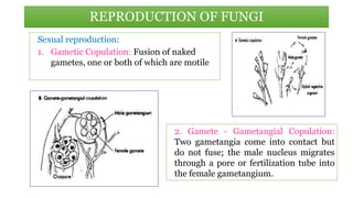 Sexual reproduction:
1. Gametic Copulation: Fusion of naked
gametes, one or both of which are motile
REPRODUCTION OF FUNGI
2. Gamete - Gametangial Copulation:
Two gametangia come into contact but
do not fuse; the male nucleus migrates
through a pore or fertilization tube into
the female gametangium.
 