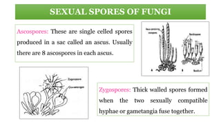 SEXUAL SPORES OF FUNGI
Ascospores: These are single celled spores
produced in a sac called an ascus. Usually
there are 8 ascospores in each ascus.
Zygospores: Thick walled spores formed
when the two sexually compatible
hyphae or gametangia fuse together.
 