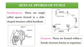 SEXUAL SPORES OF FUNGI
Basidiospores: These are single
celled spores formed in a club-
shaped structure called basidium.
Oospores: These are formed within a
female structure known as oogonium
 
