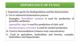 IMPORTANCE OF FUNGI
i. Important agents for biodegradation and bio-deterioration
ii. Use in industrial fermentation process.
Examples; Penicillium notatum is used for production of
penicillin antibiotics
Aspergillus niger is used for production of citric acid
Saccharomyces cerevisiae is used for alcohol production
iii. Used in bioremediation (reduces toxic concentration)
iv. Used in agriculture, horticulture and forestry, example;
biofertilizer and biopesticides
 