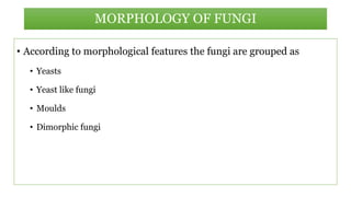 • According to morphological features the fungi are grouped as
• Yeasts
• Yeast like fungi
• Moulds
• Dimorphic fungi
MORPHOLOGY OF FUNGI
 