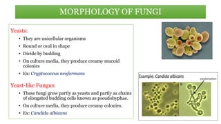 Yeasts:
• They are unicellular organisms
• Round or oval in shape
• Divide by budding
• On culture media, they produce creamy mucoid
colonies
• Ex: Cryptococcus neoformans
Yeast-like Fungus:
• These fungi grow partly as yeasts and partly as chains
of elongated budding cells known as pseudohyphae.
• On culture media, they produce creamy colonies.
• Ex: Candida albicans
MORPHOLOGY OF FUNGI
 