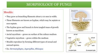 Moulds:
• They grow as branching filaments about 2-10 mm in width.
• These filaments are known as hyphae, which may be septate or
non-septate.
• The hyphae grow and branch to form tangled mass of growth
known as mycelium.
• Aerial mycelium – grows on surface of the culture medium
• Vegetative mycelium – grows within the medium
• Moulds reproduce by forming different types of sexual and
asexual spores.
• Ex: Dermatophytes, Aspergillus, Rhizopus
MORPHOLOGY OF FUNGI
 