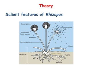 Theory
Salient features of Rhizopus
 