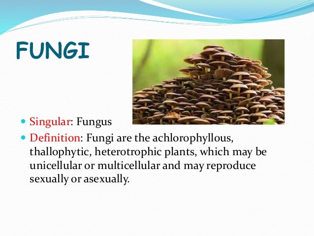 What Is Definition Of Fungi