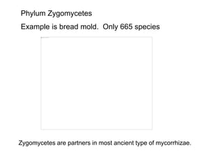 Phylum Zygomycetes
Example is bread mold. Only 665 species
Zygomycetes are partners in most ancient type of mycorrhizae.
 