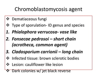 FUNGI.pptx