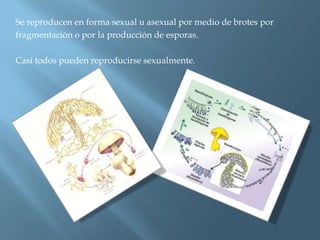 Se reproducen en forma sexual u asexual por medio de brotes por
fragmentación o por la producción de esporas.
Casi todos pueden reproducirse sexualmente.
 