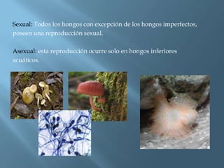 Sexual: Todos los hongos con excepción de los hongos imperfectos,
poseen una reproducción sexual.
Asexual: esta reproducción ocurre solo en hongos inferiores
acuáticos.
 