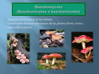 Aparecen en los trocos de los árboles.
Crecen sobre diversas estructuras de las plantas (flores, frutos,
hojas, tallo o raíces).
 