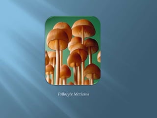 Psilocybe Mexicana
 