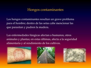 Hongos contaminantes
Los hongos contaminantes resultan un grave problema
para el hombre; dentro de las setas cabe mencionar las
que parasitan y pudren la madera.
Las enfermedades fúngicas afectan a humanos, otros
animales y plantas; en estas últimas, afecta a la seguridad
alimentaria y al rendimiento de los cultivos.
 