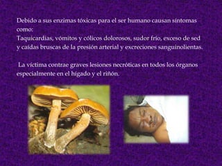 Debido a sus enzimas tóxicas para el ser humano causan síntomas
como:
Taquicardias, vómitos y cólicos dolorosos, sudor frío, exceso de sed
y caídas bruscas de la presión arterial y excreciones sanguinolientas.
La víctima contrae graves lesiones necróticas en todos los órganos
especialmente en el hígado y el riñón.
 
