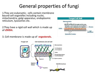 General properties of fungi
1.They are eukaryotic; cells contain membrane
bound cell organelles including nuclei,
mitochondria, golgi apparatus, endoplasmic
reticulum, lysosomes etc.
2.They have a rigid cell wall which is made up
of chitin.
3. Cell membrane is made up of ergosterols.
 