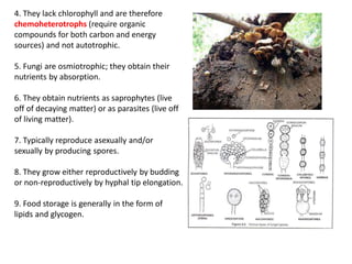4. They lack chlorophyll and are therefore
chemoheterotrophs (require organic
compounds for both carbon and energy
sources) and not autotrophic.
5. Fungi are osmiotrophic; they obtain their
nutrients by absorption.
6. They obtain nutrients as saprophytes (live
off of decaying matter) or as parasites (live off
of living matter).
7. Typically reproduce asexually and/or
sexually by producing spores.
8. They grow either reproductively by budding
or non-reproductively by hyphal tip elongation.
9. Food storage is generally in the form of
lipids and glycogen.
 