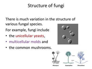 Structure of fungi
There is much variation in the structure of
various fungal species.
For example, fungi include
• the unicellular yeasts,
• multicellular molds and
• the common mushrooms.
 