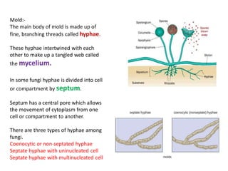 Mold:-
The main body of mold is made up of
fine, branching threads called hyphae.
These hyphae intertwined with each
other to make up a tangled web called
the mycelium.
In some fungi hyphae is divided into cell
or compartment by septum.
Septum has a central pore which allows
the movement of cytoplasm from one
cell or compartment to another.
There are three types of hyphae among
fungi.
Coenocytic or non-septated hyphae
Septate hyphae with uninucleated cell
Septate hyphae with multinucleated cell
 