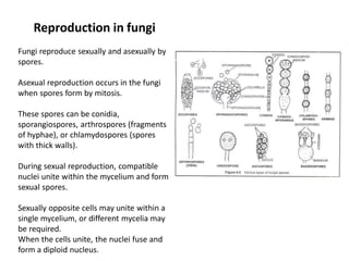 Reproduction in fungi
Fungi reproduce sexually and asexually by
spores.
Asexual reproduction occurs in the fungi
when spores form by mitosis.
These spores can be conidia,
sporangiospores, arthrospores (fragments
of hyphae), or chlamydospores (spores
with thick walls).
During sexual reproduction, compatible
nuclei unite within the mycelium and form
sexual spores.
Sexually opposite cells may unite within a
single mycelium, or different mycelia may
be required.
When the cells unite, the nuclei fuse and
form a diploid nucleus.
 
