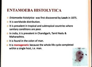 ENTAMOEBA HISTOLYTICA
o Entamoeba histolytica was first discovered by Losch in 1875.
oIt is worldwide distribution.
oIt is prevalent in tropicaland subtropical countries where
sanitary conditions are poor.
o In india, it is prevalent in Chandigarh, Tamil Nadu &
Maharashtra.
oIt is found in the colon of man.
oIt is monogenetic because the whole life cycle completed
within a single host, i.e. man.
 