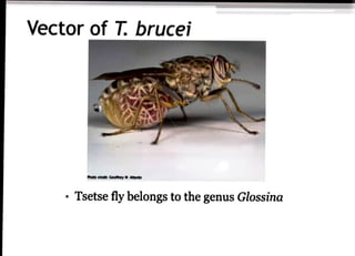Vector of T. brucei
htsoedt Gesthey MAae
" Tsetse fly belongs to the genus Glossina
 