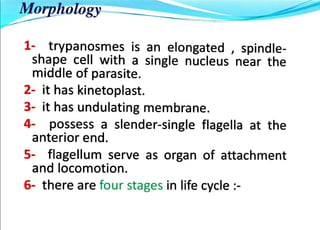 Morphology
1- trypanosmes is an elongated , spindle
shape cell with asingle nucleus near the
middle of parasite.
2- it has kinetoplast.
3- it has undulating membrane.
4- possess a slender-single flagella at the
anterior end.
5- flagellum serve as organ of attachment
and locomotion.
6- there are four stages in life cycle :
 