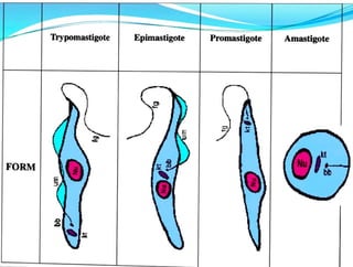 FORM
Trypomastigote Epimastigote Promastigote
9
Amastigote
Nu
 
