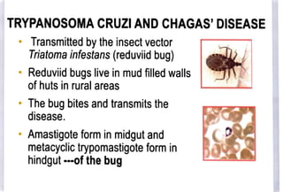 TRYPANOSOMA CRUZI AND CHAGAS'DISEASE
Transmitted by theinsectvector
Triatoma infestans (reduviid bug)
Reduviid bugs live in mud filled walls
of huts in rural areas
" The bug bites and transmits the
disease.
" Amastigote form in midgut and
metacyclic trypomastigote form in
hindgut ofthe bug
 