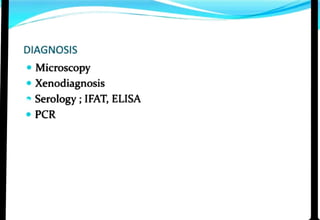 DIAGNOSIS
" Microscopy
Xenodiagnosis
Serology ;IFAT, ELISA
PCR
 