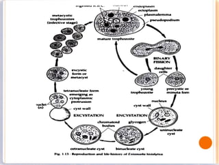 uclei
(n)
metacystic
trophozoites
(intective stage)
excystic
form or
metacyst
tetranucleate form
emerging as
cytoplasmic
Protrusion
yt walt
mature trophozoite
EXCYSTATION
endopiasn
ectoplasm
cetranucleate yst
plasmalemma
trophozoite
young
yst wall
ENCYSTATION
chromatold slycogen
bodies
pseudopodium
binucleate cyst
BINARY
FISSION
daughter
cells
precystic or
minuta forn
nucleus
uninucleate
yst
Fig. 1.13 :Reproductionand life-history of Entamohr ktstolytics.
 