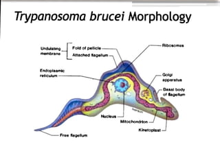 Trypanosoma brucei Morphology
Undulat1ng
membrane
Endoplasmic
reticulum
Fold of pellicle
Attached flagellum
-Freeflagellum
Nucleus
hverson
Mitochondrion
Kinetoplast
-Ribosomes
Golgi
apparatus
Basal body
of flageHum
 