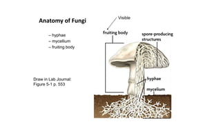 Anatomy of Fungi
– hyphae
– mycellium
– fruiting body
Visible
Draw in Lab Journal:
Figure 5-1 p. 553
 