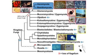 Ascomycota
Basidiomycota
Glomeromycota
Entomophthoromycotina / Zygomycota
Blastocladiales / Blastocladiomycota
Chytridiales
Spizellomycetales
Monoblepharidales
Neocallimastigales / Neocallimastigomycota
Rozella
Mucoromycotina / Zygomycota
Olpidium
Kickxellomycotina / Zygomycota
Zoopagomycotina / Zygomycota
Chytridiomycota
Microsporidia
X
?
Mesomycetozoa
Kingdom
Fungi
X = loss of flagellum
?
>80% of all
known Fungi
 