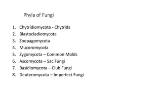 Phyla of Fungi
1. Chytridiomycota - Chytrids
2. Blastocladiomycota
3. Zoopagomycota
4. Mucoromycota
5. Zygomycota – Common Molds
6. Ascomycota – Sac Fungi
7. Basidiomycota – Club Fungi
8. Deuteromycota – Imperfect Fungi
 