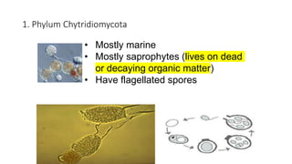 1. Phylum Chytridiomycota
• Mostly marine
• Mostly saprophytes (lives on dead
or decaying organic matter)
• Have flagellated spores
 