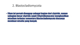 2. Blastocladiomycota
• Filum ini pernah dianggap sebagai bagian dari chytrids, namun
sebagian besar chytrids sejati (Chytridiomycota) menghasilkan
miselium terbatas sementara Blastocladiomycota biasanya
membuat miselia yang banyak.
 