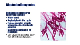Blastocladiomycetes
Uniflagellated zoospores
Allomyces example
• Water mold
• Haplodiplontic life cycle
• Female gametes secrete
pheromone to attract male
gametes
• Giant mitochondria in its
zoospores
• Cell Covering: Secreted body
wall of chitin and glucan.
 