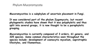 Phylum Mucoromycota
Mucoromycotina is a subphylum of uncertain placement in Fungi.
It was considered part of the phylum Zygomycota, but recent
phylogenetic studies have shown that it was polyphyletic and thus
split into several groups, it is now thought to be a paraphyletic
grouping.
Mucoromycotina is currently composed of 3 orders, 61 genera, and
325 species. Some common characteristics seen throughout the
species include: development of coenocytic mycelium, saprotrophic
lifestyles, and filamentous.
 