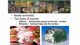 • Mostly terrestrial.
• Two types of hyphae:
– Stolons – (horizontal) spread across the surface
– Rhizoids – (vertical) digs into the surface
 