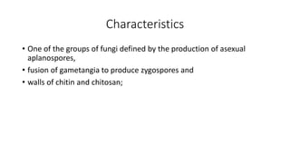 Characteristics
• One of the groups of fungi defined by the production of asexual
aplanospores,
• fusion of gametangia to produce zygospores and
• walls of chitin and chitosan;
 