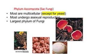 Phylum Ascomycota (Sac Fungi)
• Most are multicellular (except for yeast)
• Most undergo asexual reproduction
• Largest phylum of Fungi
ascoscarpMorels
 