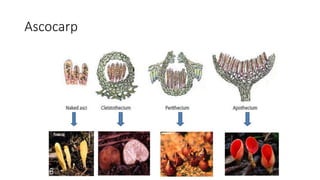 Ascocarp
 