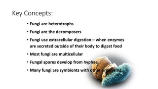 Key Concepts:
• Fungi are heterotrophs
• Fungi are the decomposers
• Fungi use extracellular digestion – when enzymes
are secreted outside of their body to digest food
• Most fungi are multicellular
• Fungal spores develop from hyphae
• Many fungi are symbionts with other organisms
 